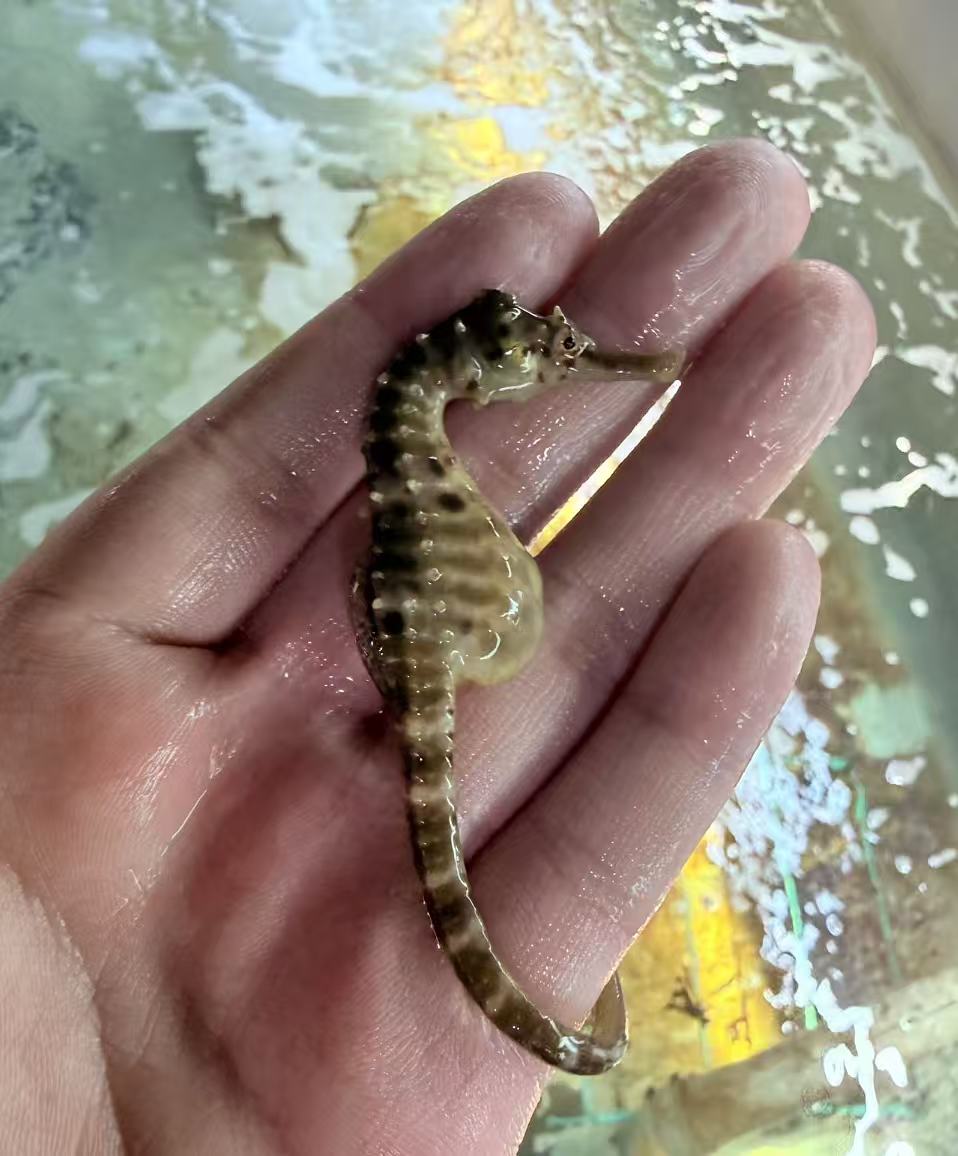 膨腹海马 · 3个月
