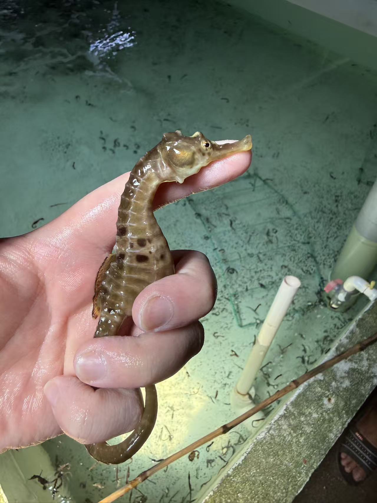 膨腹海马 · 6个月